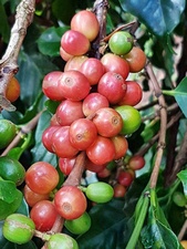 red coffee plant in panama